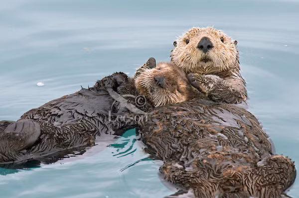 Ngủ ngay trên biển trong tư thế nằm ngửa nên rái cá biển rất lo bị nước cuốn trôi đi. Để tránh điều này, chúng thường nắm tay nhau hoặc quấn đuôi vào các đám rong biển. Vì vậy, nhiều người rất ngưỡng mộ khi thấy hai chú rái cá nắm tay nhau ngủ vô cùng hạnh phúc.