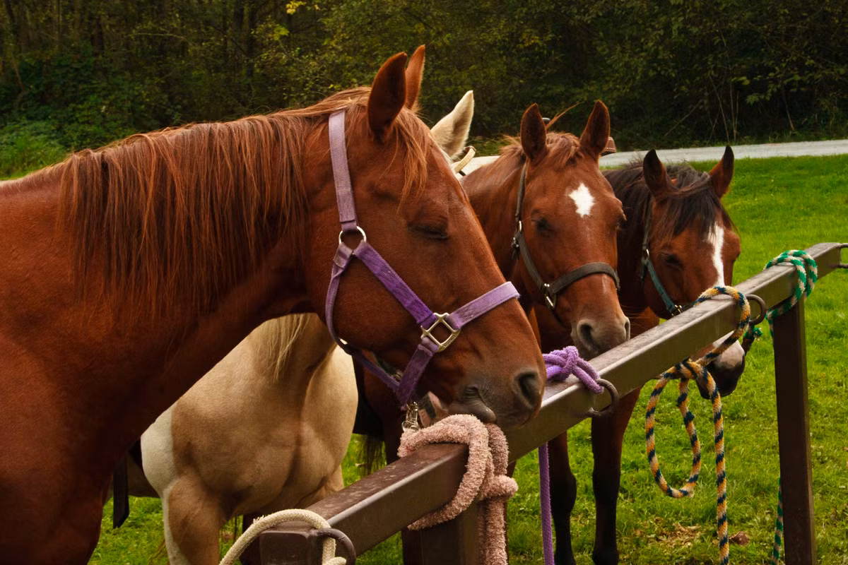 Voi, ngựa và ngựa vằn đều là những loài ngủ đứng nhờ khả năng khóa 4 chân trong tư thế thẳng đứng. Chim hồng hạc cũng là loài ngủ đứng bởi chúng rất khó có thể tìm thấy một nơi nghỉ ngơi thật thoải mái trong môi trường sống của mình.