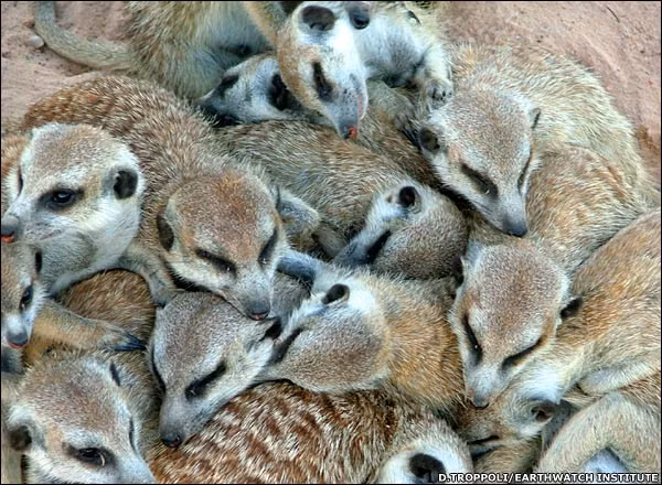 Chồn đất châu Phi nằm chồng lên nhau trong tổ để ngủ, với một tai luôn vểnh lên để nghe ngóng nguy hiểm. Nữ chúa trong đàn sẽ nằm ở giữa và có giấc ngủ sâu nhất. Các con giữ vị trí lính gác sẽ nằm ngủ ở phía ngoài và luôn thức giấc đầu tiên nếu có bất kỳ tiếng động nào.