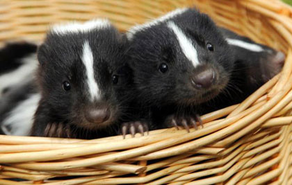 Chồn cái mang thai trong 7-10 tuần và sinh đẻ từ 2-10 con chồn con.