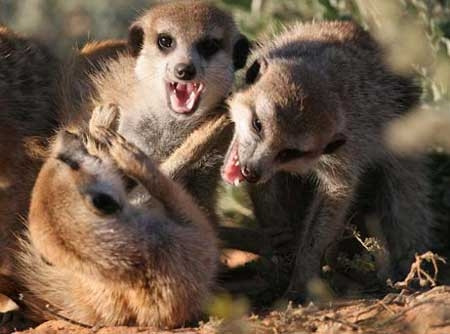 Những con chồn có kích thước nhỏ. Chúng chỉ dài từ 20-48cm và nặng hơn 6kg.