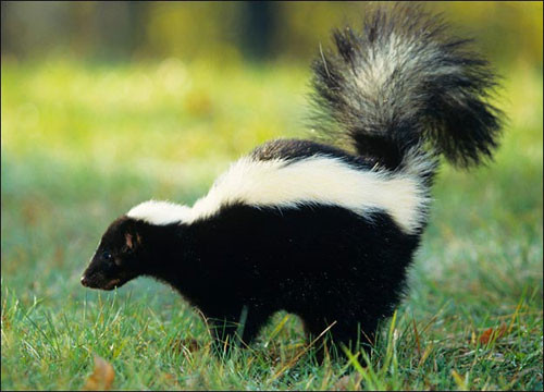 Ở gần hậu môn của loài chồn có 2 tuyến hôi tiết ra dịch có mùi hôi khi chúng cảm thấy bị đe dọa. Nó có thể phun chất có mùi hôi xa tới 3m.