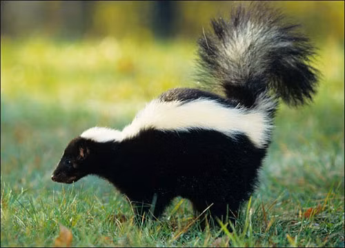 Ở gần hậu môn của loài chồn có 2 tuyến hôi tiết ra dịch có mùi hôi khi chúng cảm thấy bị đe dọa. Nó có thể phun chất có mùi hôi xa tới 3m.