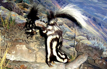 Loài chồn chỉ có thể chạy được với vận tốc 16km/h. Nó có thể sống được 3 năm trong tự nhiên và 10 năm nếu được nuôi nhốt.