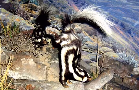 Loài chồn chỉ có thể chạy được với vận tốc 16km/h. Nó có thể sống được 3 năm trong tự nhiên và 10 năm nếu được nuôi nhốt.