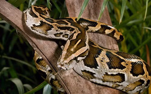 Nếu được nuôi nhốt, trăn có thể sống tới 40 năm.