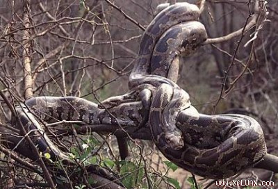 Trăn rất giỏi ngụy trang. Chúng thường giấu mình trên cây, nằm rình con mồi rồi tấn công.