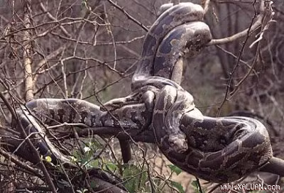 Trăn rất giỏi ngụy trang. Chúng thường giấu mình trên cây, nằm rình con mồi rồi tấn công.