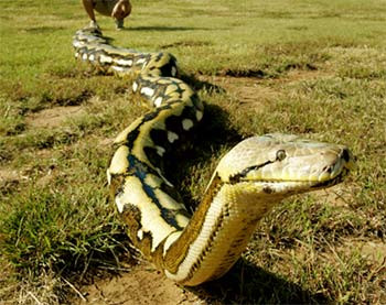 Những con trăn có thể di chuyển được 1,6km trên địa hình bằng phẳng.