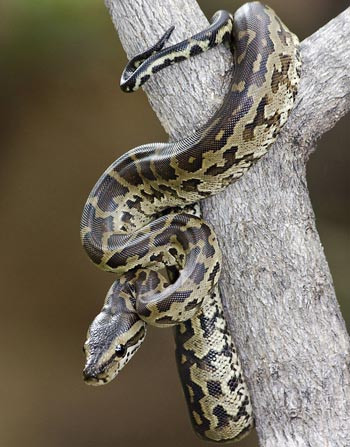 Trăn là loài động vật máu lạnh, tuy nhiên chúng có thể tăng nhiệt độ của máu bằng cách phơi nắng.