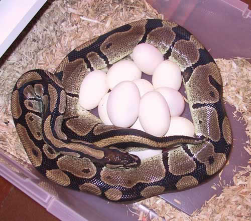 Trăn cái đẻ từ 12-36 quả trứng mỗi lần. Nó bảo vệ và giữ cho quả trứng ấm bằng cách cuộn mình lại xung quanh trứng. Khi trứng nở, trăn mẹ sẽ rời tổ, con trăn con phải tự chăm sóc bản thân ngay từ ngày đầu tiên.