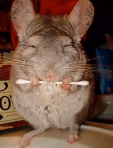 Chú sóc sinsin đáng yêu với chiếc tạ là tăm bông ngoáy tai.