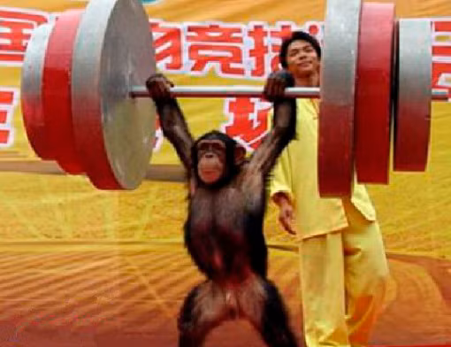 Hình ảnh động vật ấn tượng cho thấy chú khỉ biểu diễn màn tập tạ hoành tráng trong một rạp xiếc của Trung Quốc khiến người xem trầm trồ thán phục.