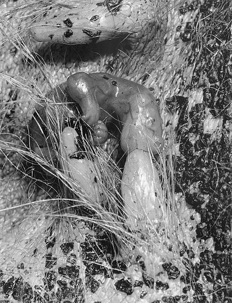 Những hình ảnh khó tin chụp cận cảnh cái túi đặc biệt của kangaroo mẹ. Túi kangaroo gần như không có lông. Làn da ấm áp của chuột túi mẹ giúp con non ấm áp ngay từ khi mới sinh ra, trong khi các núm vú đảm nhận trách nhiệm cung cấp dinh dưỡng cho nó.