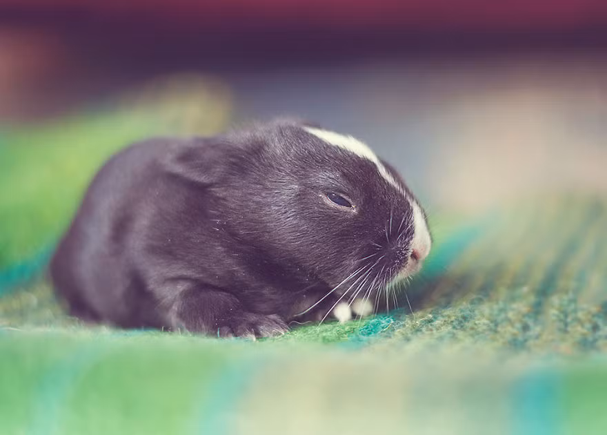 Sau khi sinh vài ngày, thỏ non mới mở mắt và lần đầu tiên được ngắm nhìn thế giới bằng chính đôi mắt của mình.