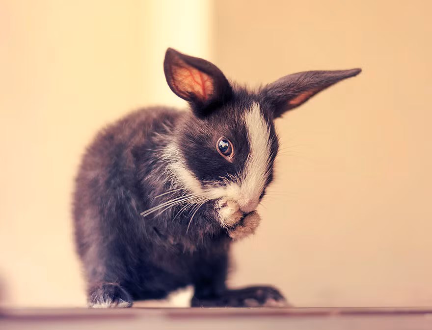 Chỉ sau một tháng, thỏ con đã trưởng thành lên rất nhiều.