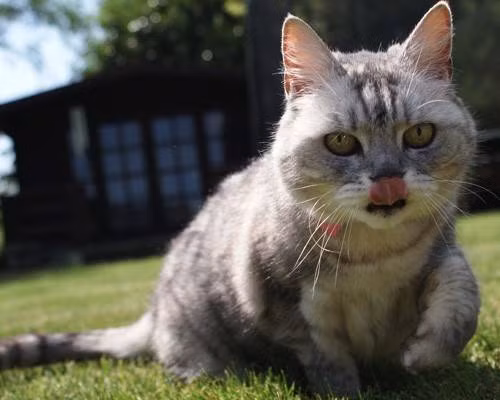 Chú mèo tabby màu xám có tên Smokey rất biết cách thu hút sự chú ý bằng tiếng gừ gừ lên tới 92,7 decibel, tương đương với tiếng ồn của một máy cắt cỏ hay máy sấy tóc.