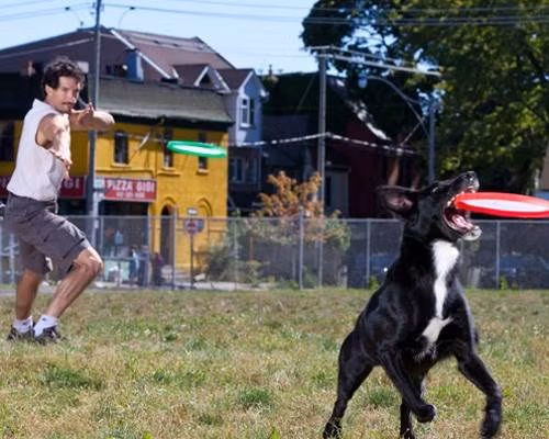 Edward Watson đã phát hiện ra tài năng bắt đĩa bay siêu đẳng của cún cưng Rose. Rose có thể bắt và giữ tới 7 chiếc đĩa bay được ném riêng biệt mà không hề để lỡ một cái nào.