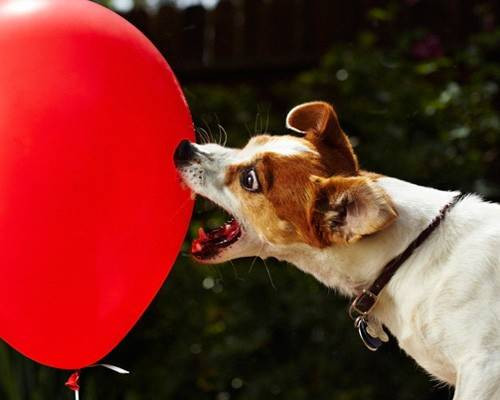 Làm nổ 100 quả bóng trong vòng 44,49 giây chỉ là bước khởi đầu tạo nên danh vọng của của Anastasia. Cô nàng chó này còn được mời đóng rất nhiều quảng cáo.