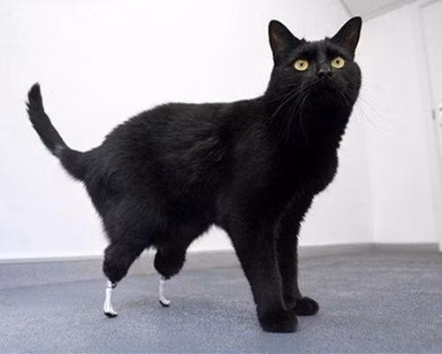 Sau tai nạn bị nghiền nát hai chân sau bơi máy gặt, Oscar may mắn trở thành chú mèo đầu tiên được cấy ghép hai chân sinh học.