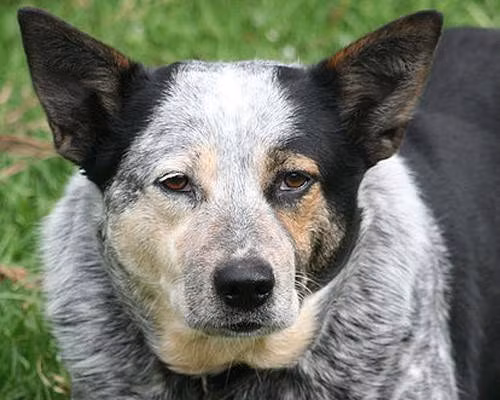 Bluey, một chú chó chăn bò Úc, sinh năm 1910, chết ngày 14/11/1939 giữ kỷ lục thế giới là thú cưng cao tuổi nhất thế giới.