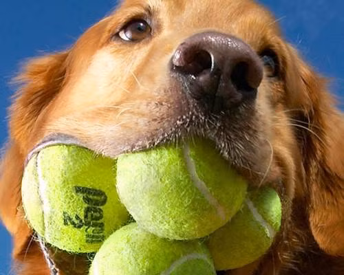 Chú chó săn có bộ lông vàng óng ả tên Augie này có thể nhét tới 5 quả bóng tennis vào miệng cùng lúc. Cho tới nay, chưa có đồng loại nào của nó phá vỡ kỷ lục này.