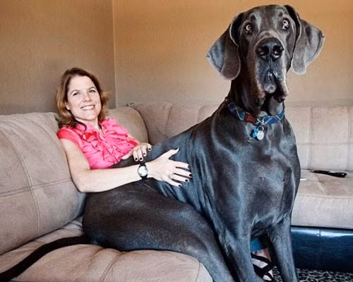 Great Dane nổi tiếng là một giống chó to lớn và hiền lành nhưng Giant George (đến từ Tucson, Arizona, Mỹ) có lẽ nổi bật hơn cả bởi chiều cao 1,1 mét. “Anh chàng cao kều” này hiện có rất nhiều fan hâm mộ và cả một trang web riêng.