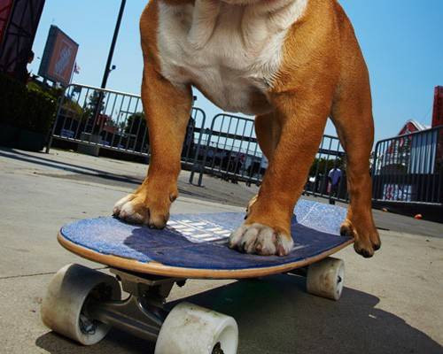 Tillman, một chú chó bulldog Anh, có thể đi 100 mét chỉ trong 19,68 giây bằng một chiếc ván trượt. Tài năng đáng nể này đã giúp Tillman có mặt trong sách Guinness của chúng ta.