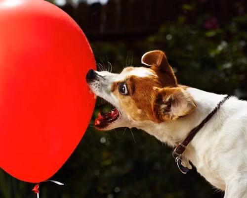 Làm nổ 100 quả bóng trong vòng 44,49 giây chỉ là bước khởi đầu tạo nên danh vọng của của Anastasia. Cô nàng chó này còn được mời đóng rất nhiều quảng cáo.