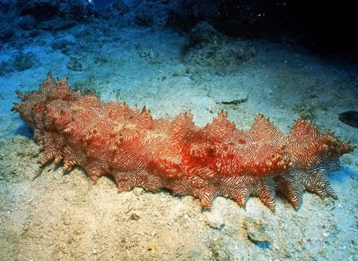 Khi bị đe dọa, một số loài hải sâm tự “nôn” các cơ quan nội tạng ra nhằm đe dọa kẻ thù. Với thân hình gai góc, hy vọng con hải sâm của Đại Tây Dương này có thể thoát khỏi nạn trở thành bữa ăn của các loài khác.