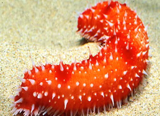 Trong khi đó, con hải sâm của biển Trung Quốc lại khiến kẻ thù e sợ bởi màu đỏ rực cùng cơ thể khá gai góc.