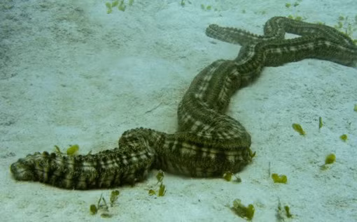 Hầu hết các loài hải sâm chỉ nhỏ cỡ 1 bàn tay nhưng riêng hải sâm của Thái Bình Dương có thể phát triển tới chiều dài 2 mét nhưng khi bị chạm vào, chúng co người lại chỉ còn rất nhỏ.