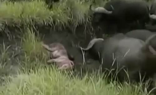 Kich liet canh dan trau hop luc huc chet su tu