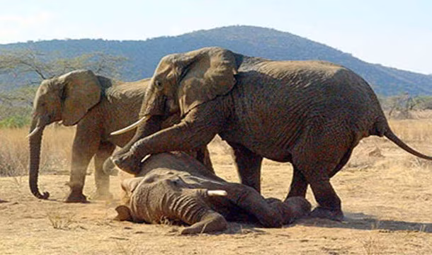 Voi có nghi lễ tiễn đưa dành cho những thành viên qua đời. Loài động vật to lớn này có một vài nghi lễ giống như con người liên quan đến cái chết và những con voi đã chết. Chúng được ghi nhận là đến thăm mộ con voi đã chết thường xuyên, chôn voi đã chết và thậm chí còn dành nhiều thời gian bày tỏ sự mất mát của mình bên xác con voi đã qua đời.