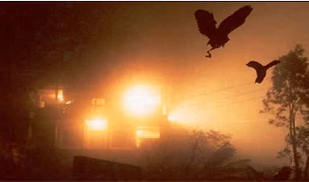 Cứ vào dịp tháng 9 và tháng 10 hàng năm, vào những đêm không có trăng, hàng trăm con chim sẽ bỏ mạng tại làng Jatinga, Ấn Độ. Trái với một số tin đồn cho rằng những con chim tự sát, nhiều người cho rằng chúng bị giết bởi những người dân địa phương mê tín dị đoan. Các nhà khoa học thì cho rằng một số sự kết hợp của các yếu tố môi trường đã khiến những con chim bị mất phương hướng và bay nhanh về phía đèn làng dẫn đến tử vong. 