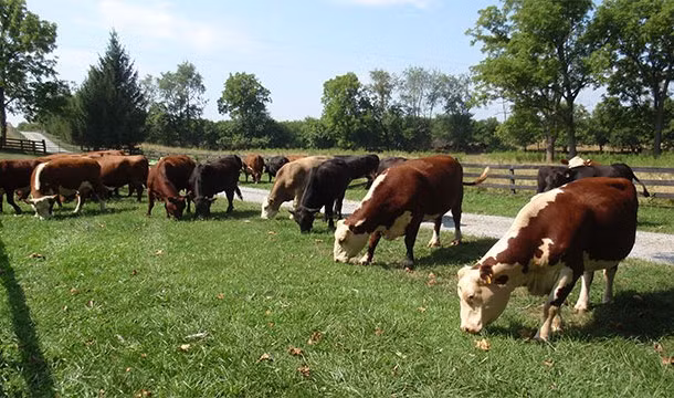 Bò sẽ quay mặt về cùng một hướng khi ăn, chúng chọn một trong hai hướng, bắc hay nam và hiện nay các nhà khoa học vẫn không lý giải nổi nguyên do loài bò có hành vi kỳ quặc như vậy. 