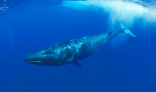 Tiếng hát của cá voi càng ngày càng sâu sắc. Tuy chỉ tăng tần số vài hertz nhưng trong 40 năm qua hầu như "giai điệu" của những con cá voi đều được ghi nhận đã dần dần sâu hơn theo thời gian. Nhiều giả thuyết được đưa ra trong đó nguyên nhân xuất phát từ việc ô nhiễm tiếng ồn, nóng lên toàn cầu được nhiều người tán thành. 