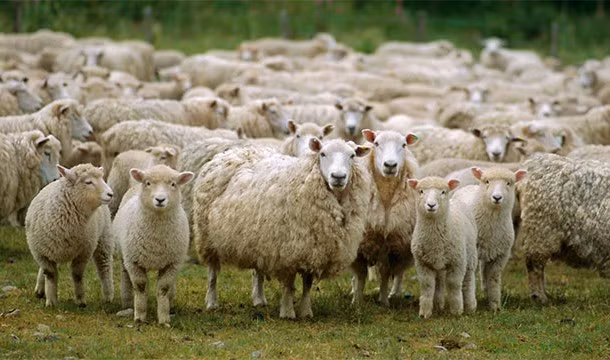 Cừu ăn thịt đồng loại. Tưởng hiền lành, ngây thơ nhưng một số loài động vật ăn cỏ như cừu và bò có thể ăn thịt đồng loại của mình nếu thức ăn của chúng thiếu chất dinh dưỡng. 