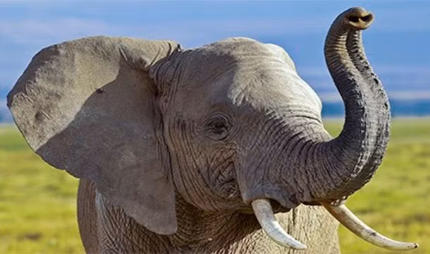 Những con voi trẻ ở châu Phi hiếu chiến rất thích giết tê giác. Không ai rõ tại sao lại phát sinh hành vi bạo lực này ở những con voi vị thành niên và những nhân viên kiểm lâm tại châu Phi đã phải để cho những con voi con đi cặp với các con voi già để kiềm chế tính xấu.