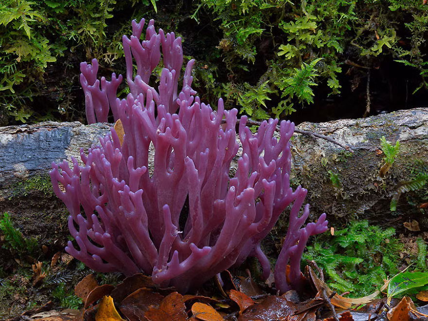 Nấm cũng đóng vai trò rất quan trọng trong hệ sinh thái của chúng ta.