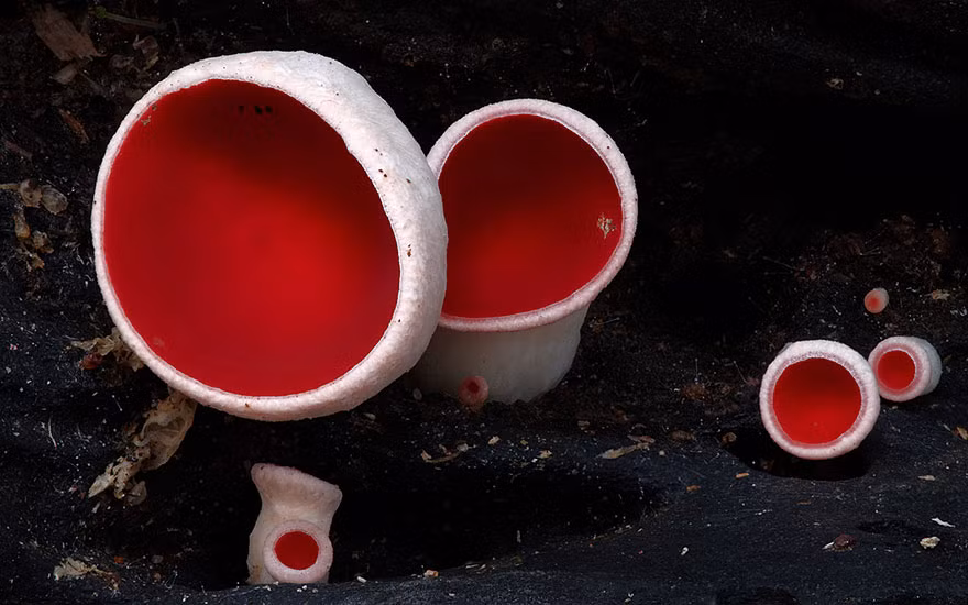 Chính vẻ đẹp kỳ diệu đó đã tạo nên sức cuốn hút cho bộ ảnh nấm độc đáo này.