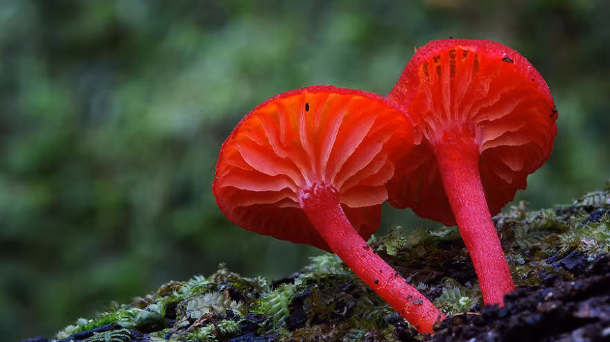 Số lượng các loài nấm thậm chí còn nhiều hơn số lượng các loài thực vật khác.