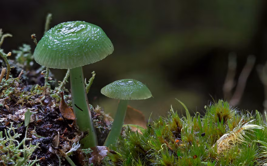 Thế giới nấm quả thực diệu kỳ với hàng ngàn màu sắc, hình dáng sinh động.