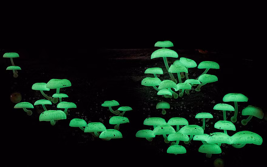 Đồng thời, dưới ống kính của ông, từng cây nấm mỏng manh càng trở nên tuyệt đẹp.