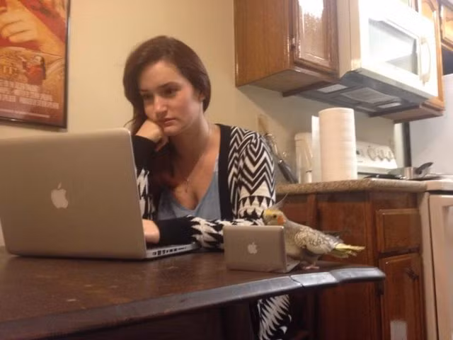 Vẹt được tha hồ thỏa mãn niềm đam mê công nghệ với Macbook tí hon của mình.