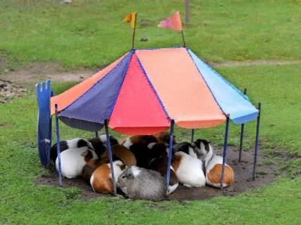 Cái lều mini dành riêng cho đàn chuột lang nhà.