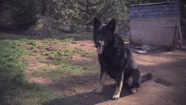 Thậm chí, Sako còn bảo vệ chủ khỏi sự tấn công của lũ chó sói hung dữ.