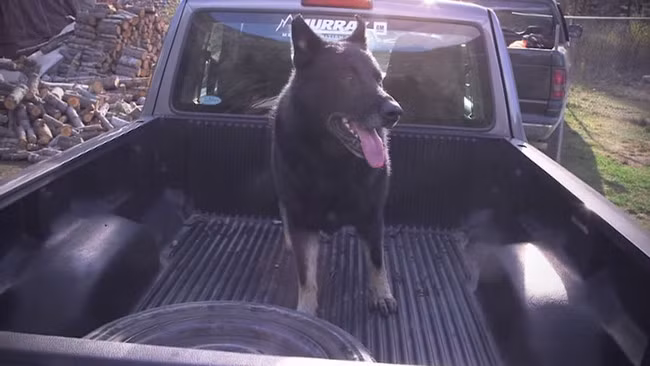 May mắn là Sako - chú chó anh hùng cũng sống sót trong vụ tai nạn đó.