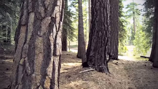 Trong suốt 2 ngày sau vụ tai nạn, Joe bất lực trong rừng với rất nhiều vết thương nghiêm trọng.