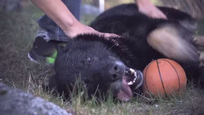 Tháng 6/2014, chú chó Sako đã cứu sống cậu chủ Joe Phillips-Garcia - một cậu bé ở British Columbia một cách kỳ diệu.